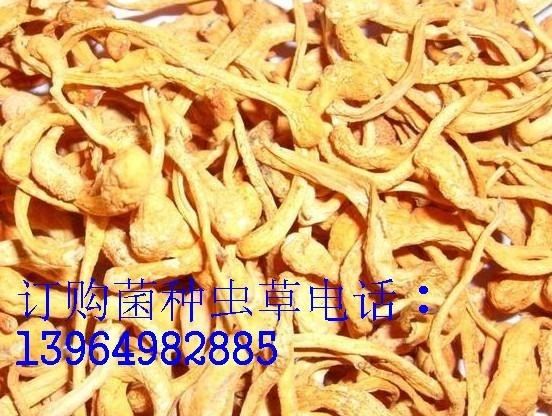 供应北虫草 蛹虫草 北虫草子实体